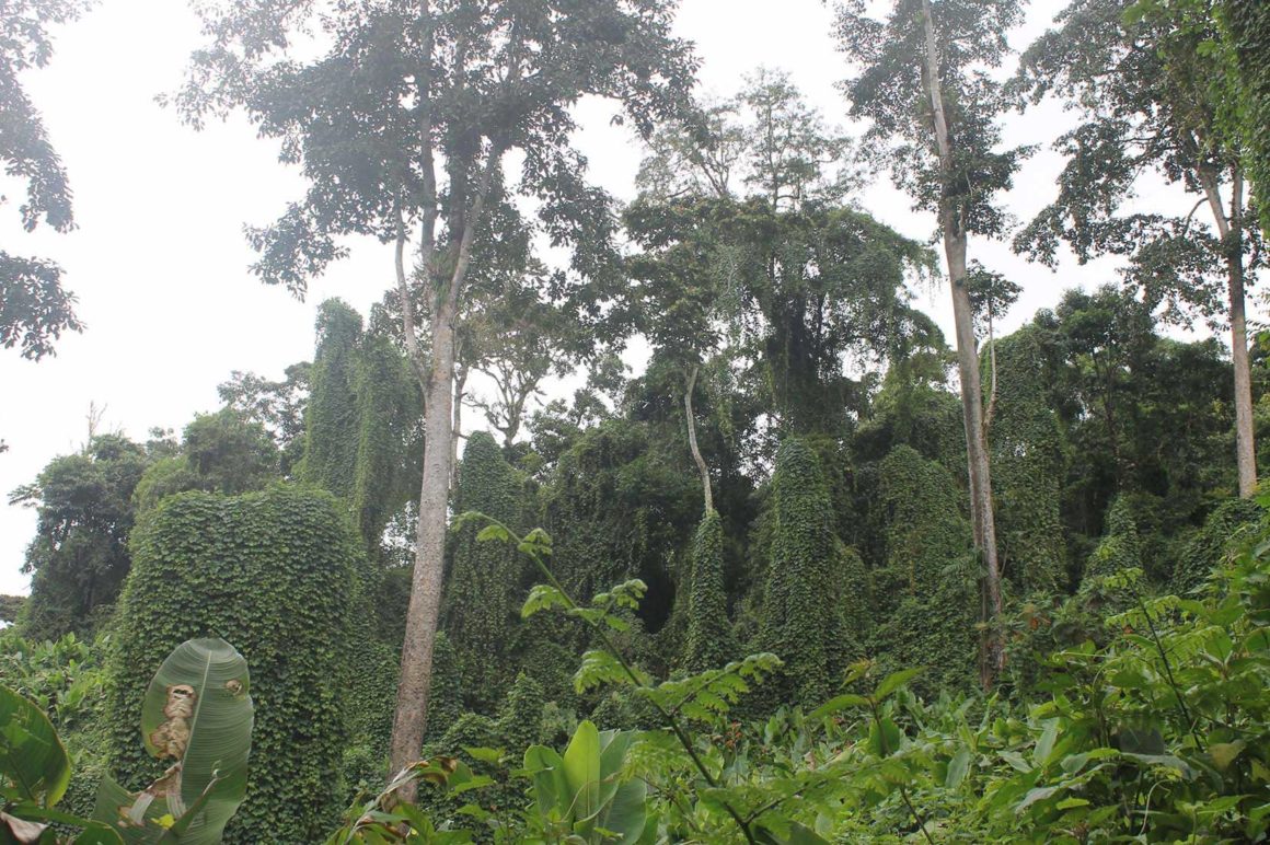 Parque Internacional La Amistad Fundación De Parques Nacionales De Costa Rica 4149